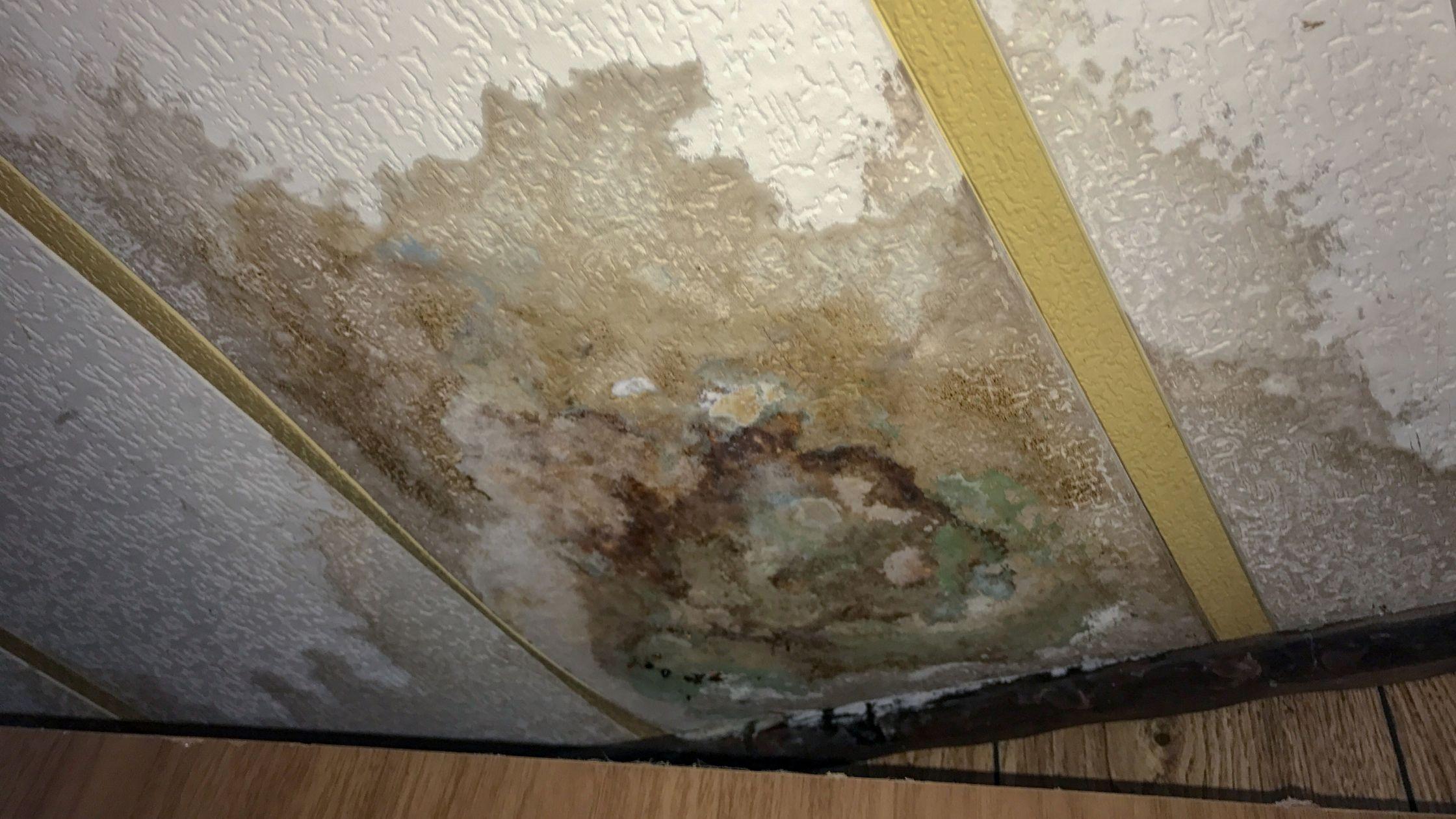 Top 4 Types Of Mold to Look Out For After Water Damage